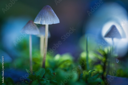 Macro photography with shallow depth of field. Selective focus on the mushroom cap. Defocused background. Mushrooms. containing psilocybin, grow in the forest. Artistic photography.