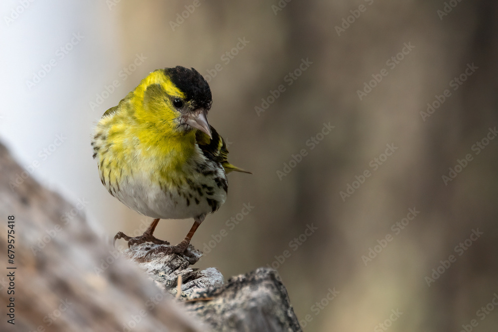 Fototapeta premium Eurasian Siskin