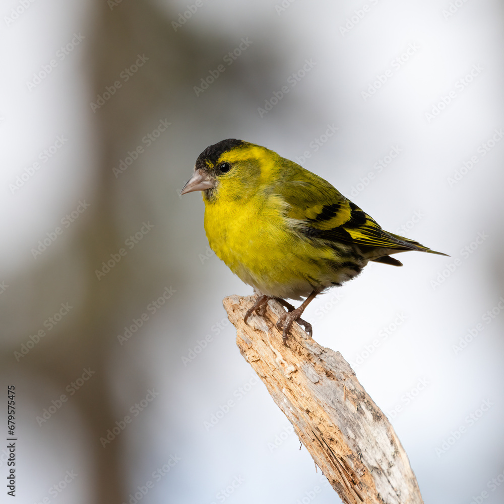 Eurasian Siskin Eurasian Siskin