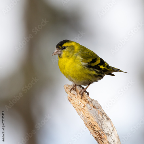 Eurasian Siskin