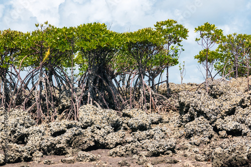 Mangrove Forest at Shela Beach in Lamu Island in Kenya