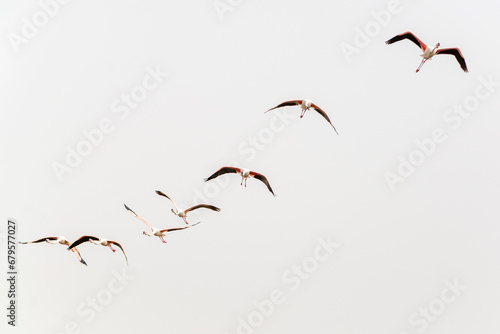 flamingos in flight