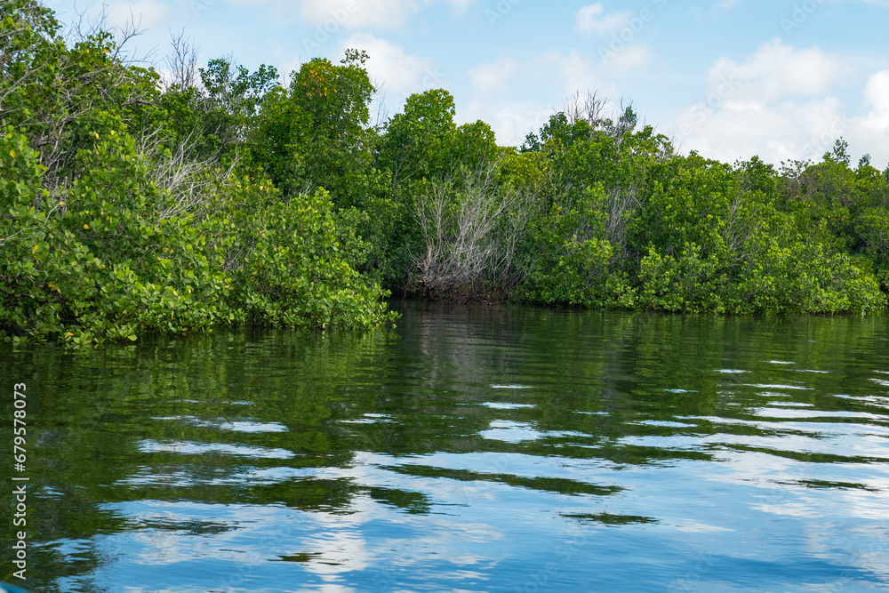 Fototapeta premium Mangrove Forest at Shela Beach in Lamu Island in Kenya