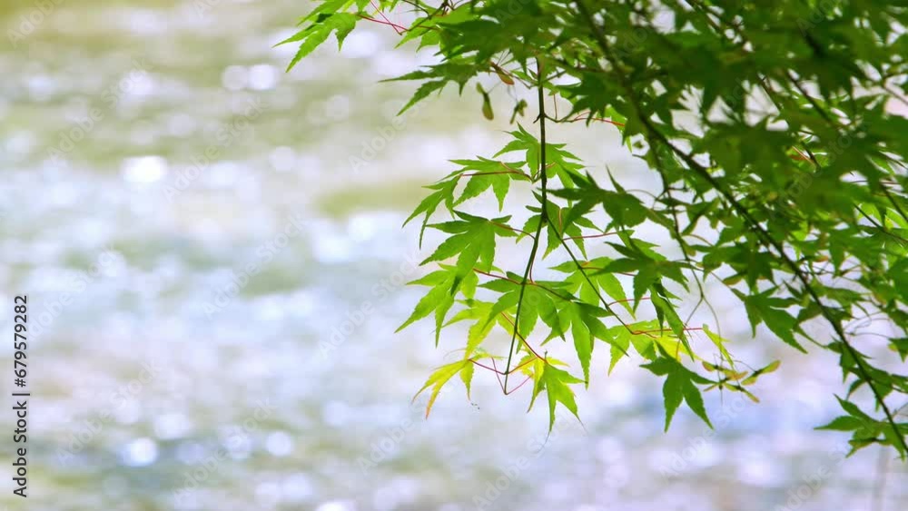 風に揺れるカエデの青葉ときらめく川面　フィックス