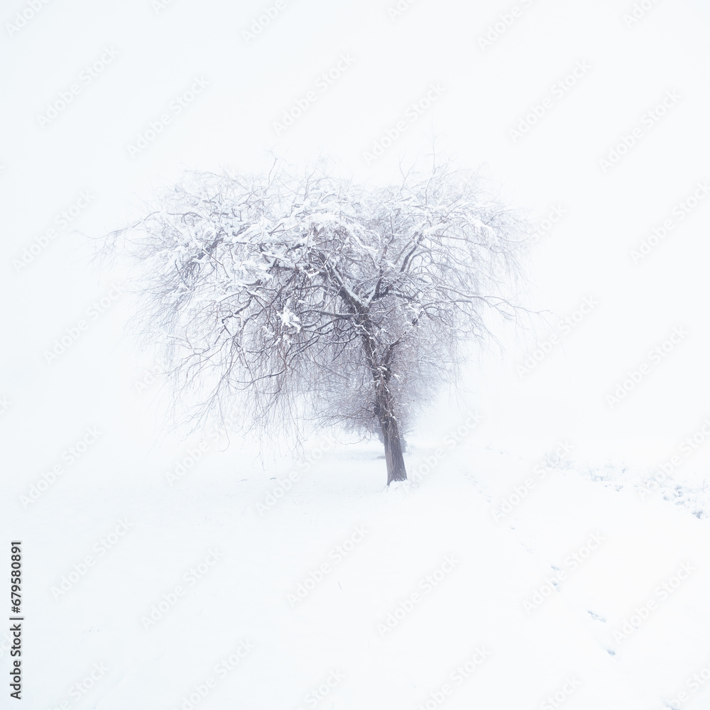 Fototapeta premium Arbre en hiver