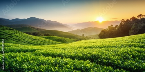Green tea plantation at sunrise time,nature background. AI Generated © dark_blade