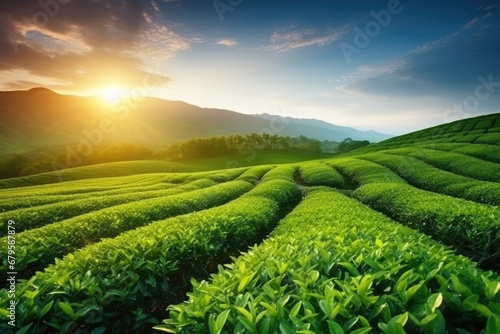 Green tea plantation at sunrise time,nature background. AI Generated photo