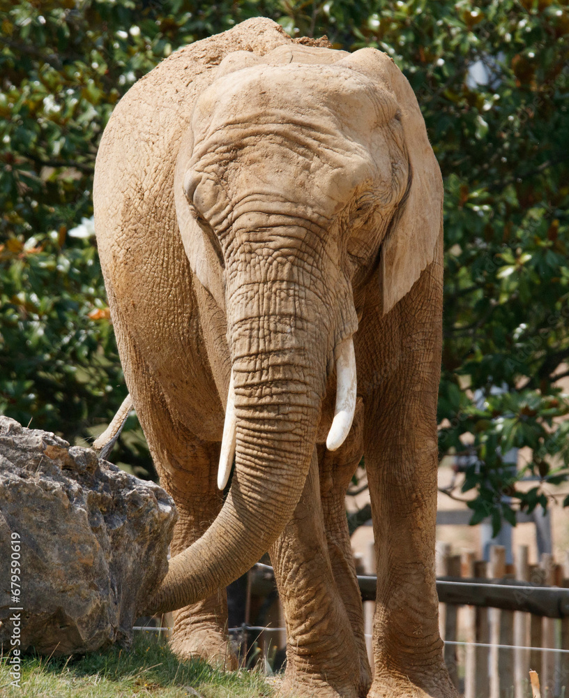 Naklejka premium éléphant