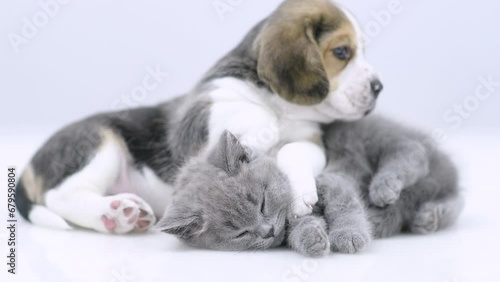 Beagle puppy sleeps with young kitten. isolated on white background