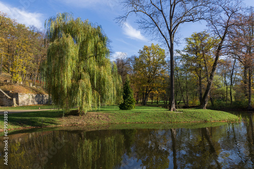 Green weeping willow by the pond