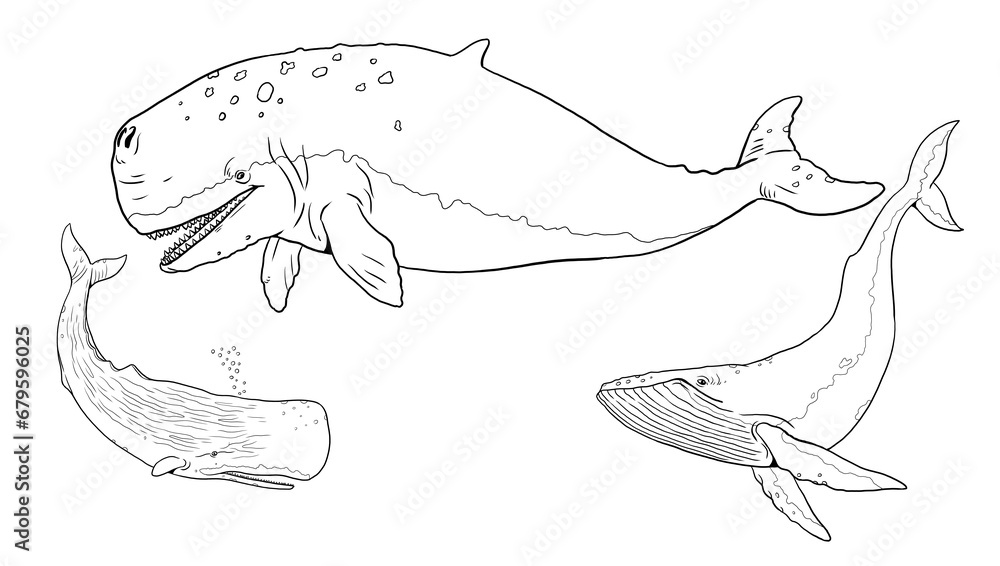 Fototapeta premium Set with three whale templates for coloring: blue whale, sperm whale and prehistoric leviathan. Hand drawn illustration.