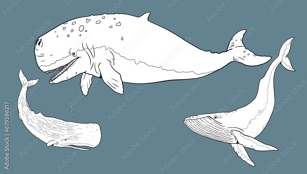 Set with three whale templates for coloring: blue whale, sperm whale ...
