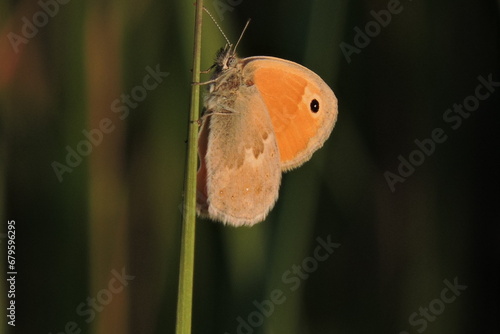 Pomaranczowy Motyl © Iwona