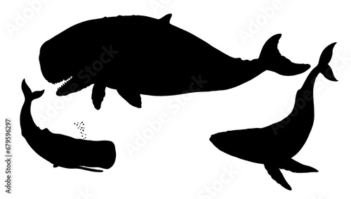 Set with three whale silhouettes  blue whale  sperm whale and prehistoric leviathan. Hand drawn illustration to cut out and glue.