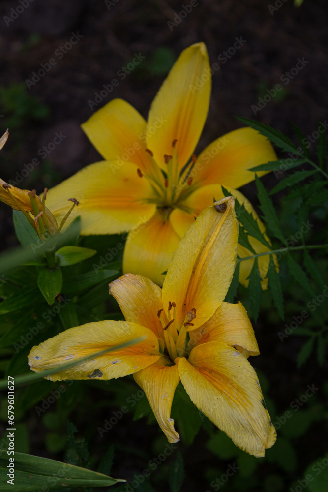 Obraz premium yellow lily flower