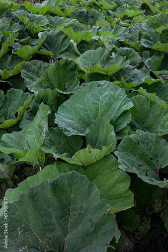 green cabbage growing in the garden