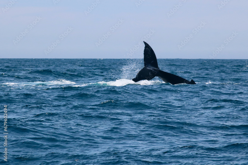 Fototapeta premium View of whale's tail breaching above water showing water splashes