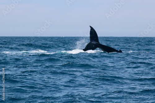 View of whale's tail breaching above water showing water splashes