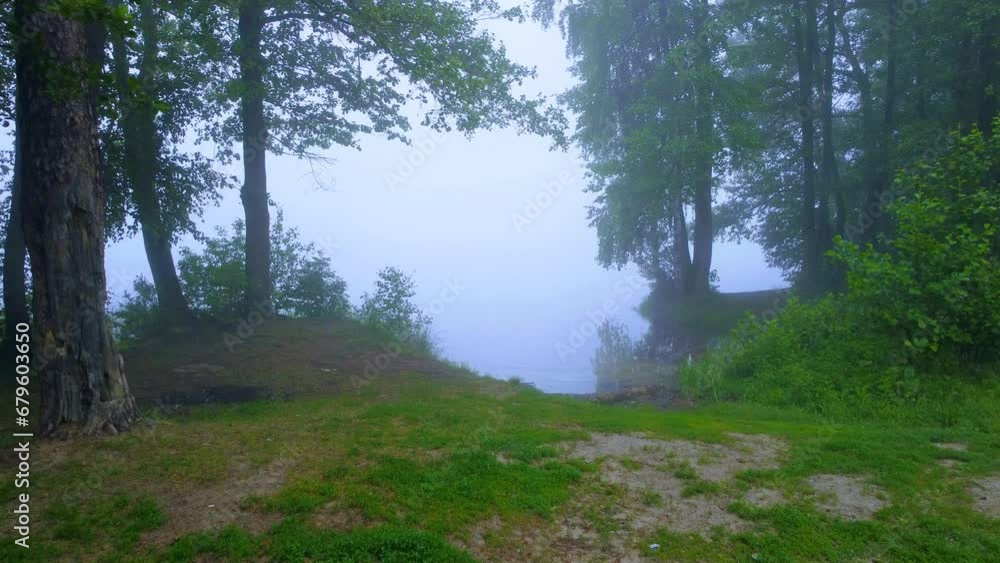 morning in the woods