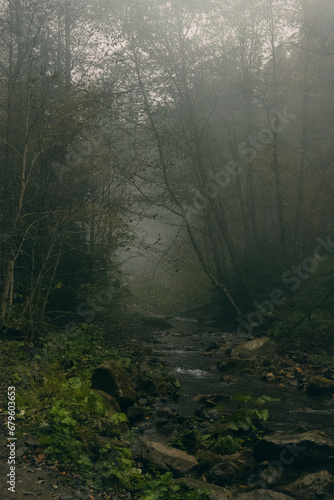 autumn in misty forest