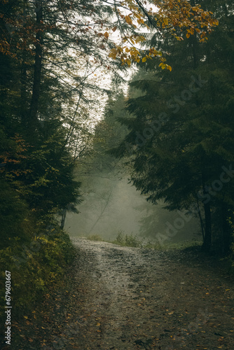 morning in the forest