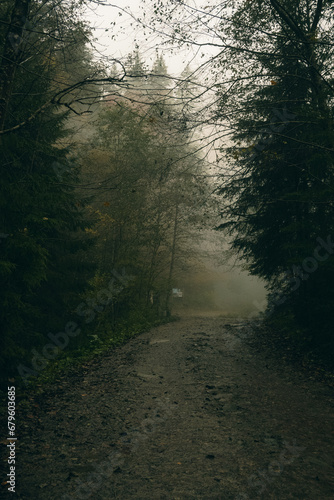 morning in the forest