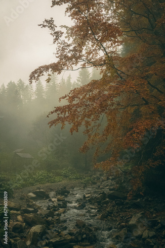 misty morning in the forest, autumn foggy weather, beautiful fantastic nature