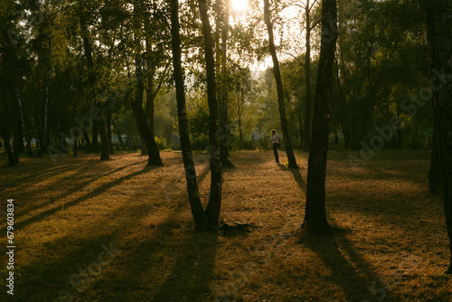 autumn in the park, sunlight, golden hour, trees, evening view in the forest