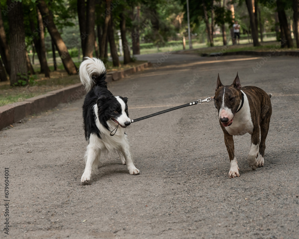A border collie leads a bull terrier by the leash. One dog walking another. 