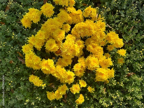 flowers in the garden