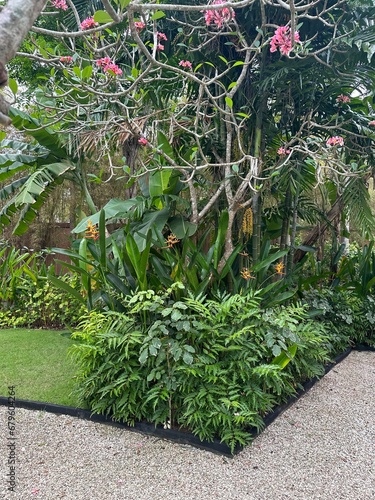 flowers in the garden