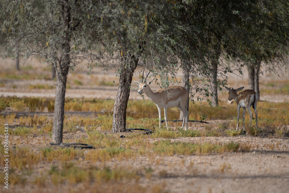 Obraz premium Pair of Arabian sand gazelles standing in the shade of trees