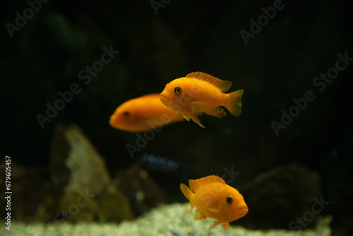 Fish in aquarium. Beautiful fish