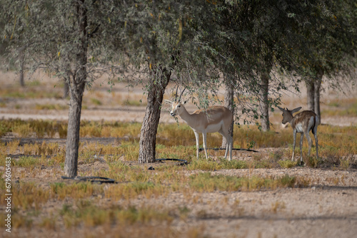 Pair of Arabian sand gazelles standing in the shade of trees photo