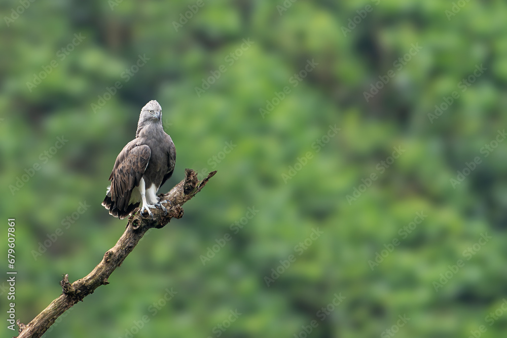 The lesser fish eagle (Icthyophaga humilis) is a species of Icthyophaga found in the Indian subcontinent The lesser fish eagle (Icthyophaga humilis) is a species of Icthyophaga found in the Indian subcontinent