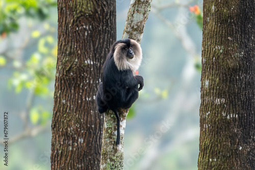 The lion-tailed macaque (Macaca silenus), also known as the wanderoo, is an Old World monkey endemic to the Western Ghats of South India photo