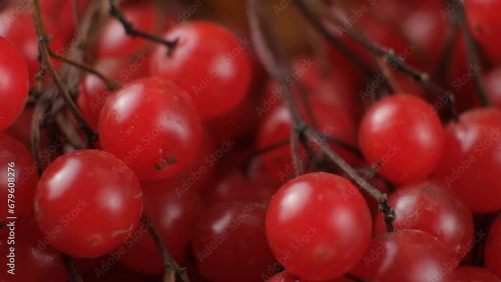 Bunches of red ripe viburnum berries in motion. Bunches of red ripe viburnum berries in motion.
