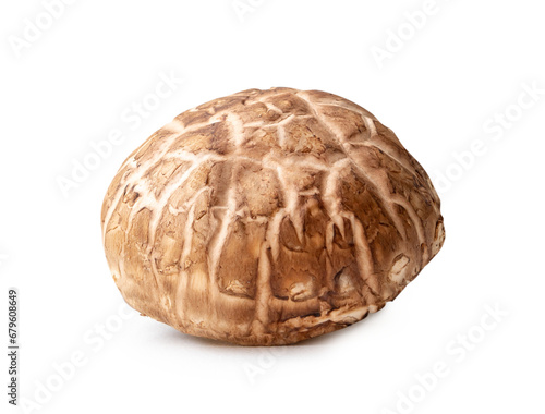 Single fresh shiitake mushroom isolated on white background with clipping path and shadow in png file format. Japanese and Chinese herb