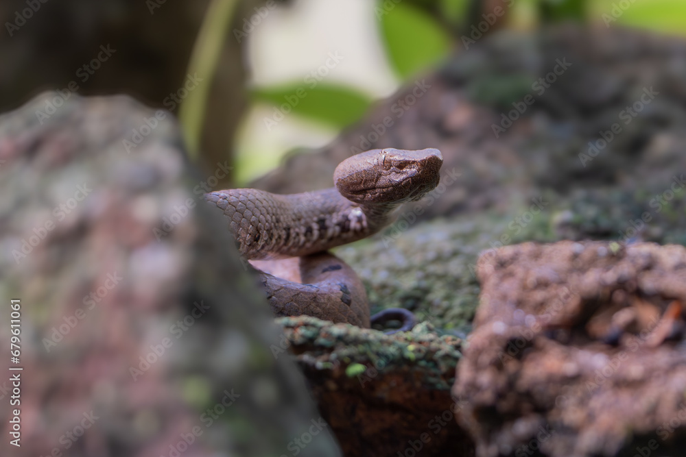 Fototapeta premium Craspedocephalus malabaricus, (formerly Trimeresurus malabaricus) commonly known as Malabar pit viper, Malabar rock pit viper, or rock viper.