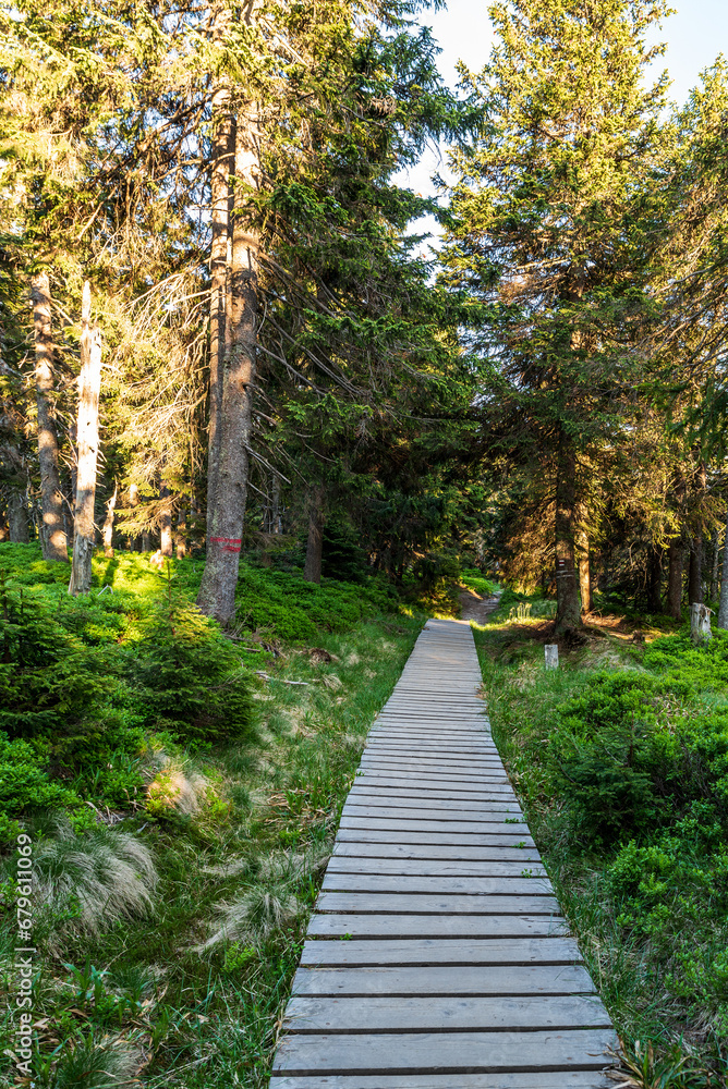 Wood path between Keprnik and Vresova studanka in Jeseniky mountains in Czech republic
