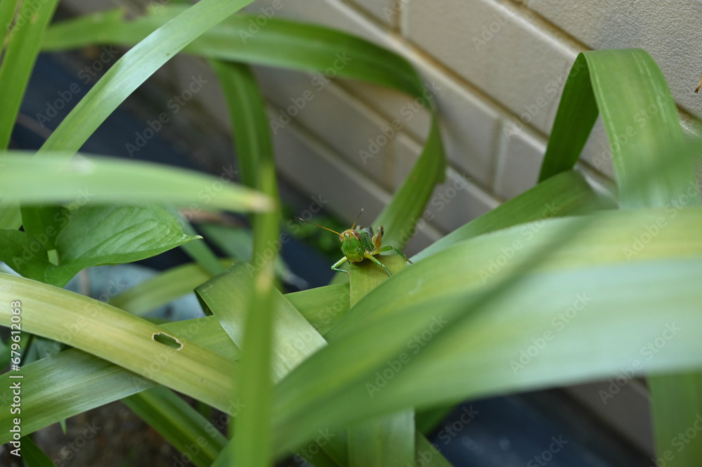 Fototapeta premium Grasshopper in the grass bush