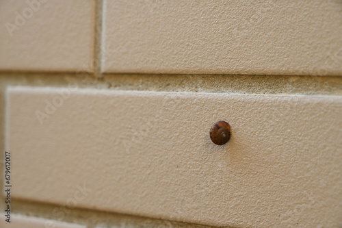 Snail sticks to the wall photo