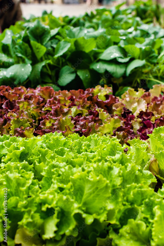 closeup of fresh green and purple lettuces displayed at a market closeup of fresh green and purple lettuces displayed at a market