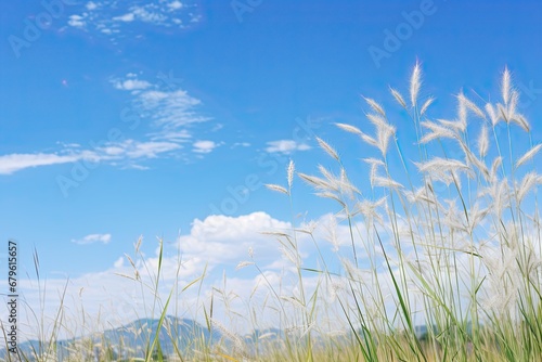 White Pampas Grass and Cloudy Blue Sky in Serenity