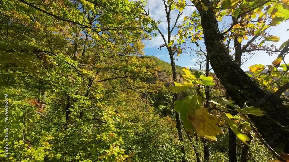 .The fpv drone flies down into the mountain over the autumn-colored trees. 