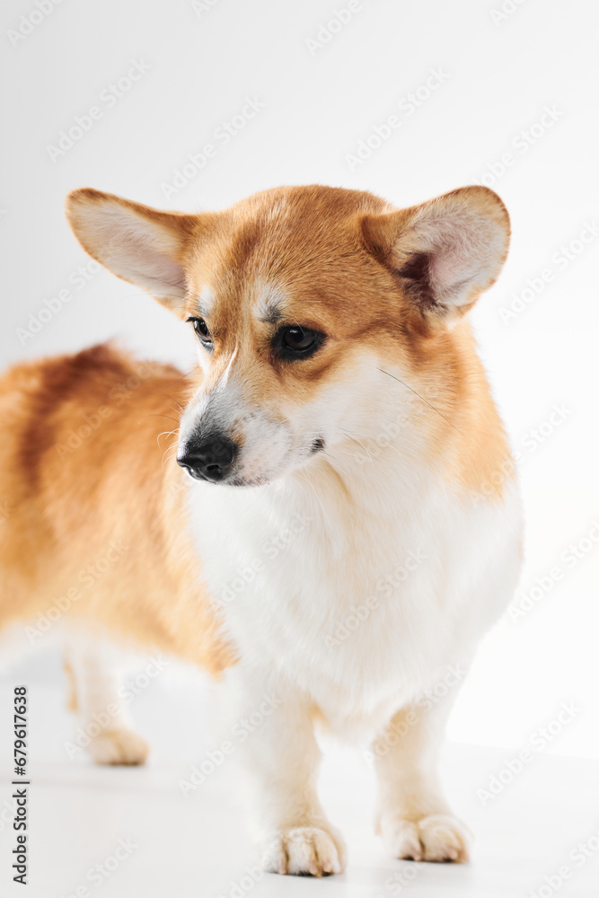Pembroke Welsh Corgi portrait isolated on white studio background with copy space, purebred dog Pembroke Welsh Corgi portrait isolated on white studio background with copy space, purebred dog