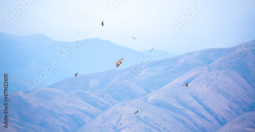 A flock of eagles flying over the mountains. Golden eagles in free flight. Wild birds of prey have gathered in a flock and are flying above the ground.