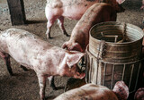 Dirty pigs on the farm are eating food.pigs eating swine hog feed in a farm