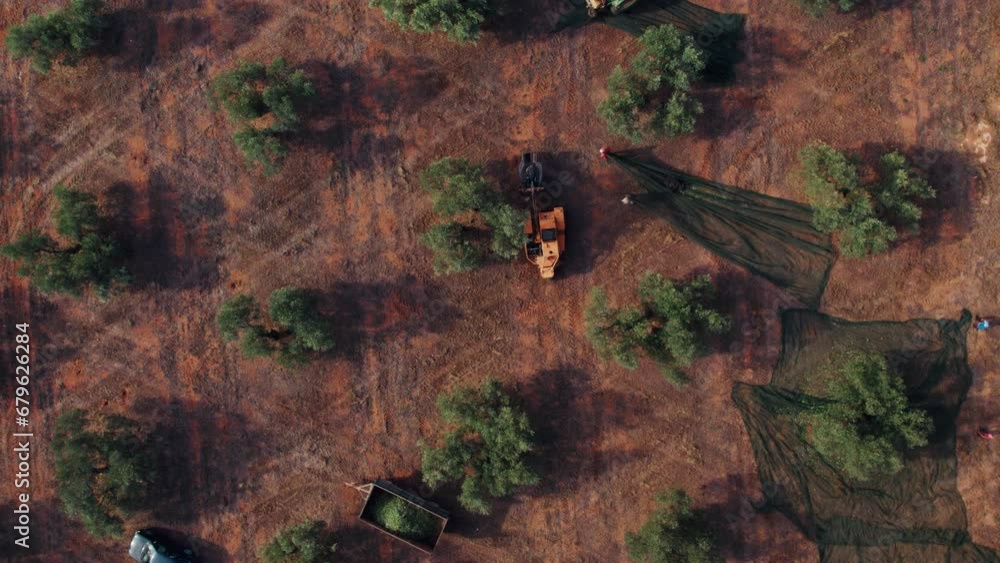 Cinematic drone shot of olive farm. Farmers harvest olives from the trees mechanically or manually. Picking olives with a mesh using nets or tarps. Agricultural machines ride on olive fields. Cinematic drone shot of olive farm. Farmers harvest olives from the trees mechanically or manually. Picking olives with a mesh using nets or tarps. Agricultural machines ride on olive fields.
