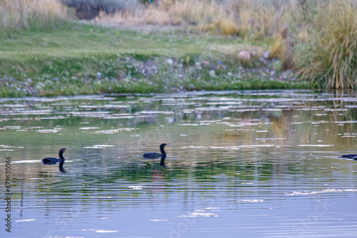 ducks on the water